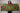 Garden of Eden - Pashmina